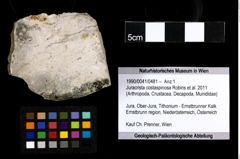 Foto (Objekt + Etiketten) von Juracrista costaspinosa (Robins et al., 2011) 